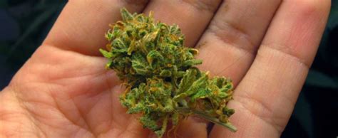 Avoid airy and loose marijuana buds